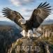 Eagle 15ml - Eagle 15ml